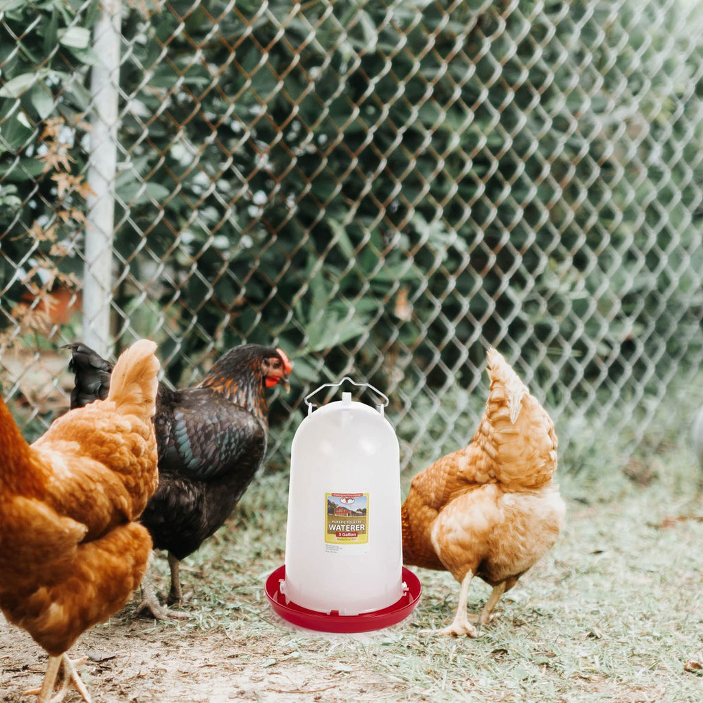 3 Gallon Plastic Gravity Fed Waterer 4-Pack K414241